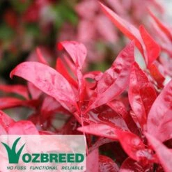 Nandina BLUSH­ -Bloom Field Shop nandina blush