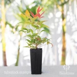 Nandina BLUSH­ -Bloom Field Shop nandina blush tube