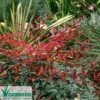 Nandina FLIRT 1 Nandina FLIRT -Bloom Field Shop nandina flirt foliage