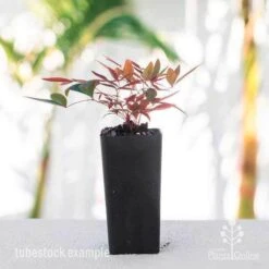 Nandina Obsession -Bloom Field Shop nandina obsession tube