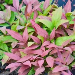 Nandina BLUSH­ -Bloom Field Shop nandina blush