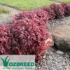 Nandina BLUSH­ -Bloom Field Shop nandina blush