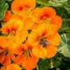Nasturtium Alaska Salmon Variegated - Seed 1 Nasturtium Alaska Salmon Variegated - Seed -Bloom Field Shop nasturtium alaska bee