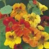 Nasturtium Trailing Mix - Seed -Bloom Field Shop nasturtium trailing mixed 500