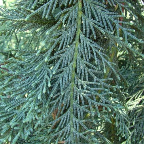 Cupressocyparis Naylors Blue - Leyland Cypress 3 Cupressocyparis Naylors Blue - Leyland Cypress