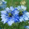 Nigella Miss Jekyll - Love In A Mist - Seed -Bloom Field Shop nigella closeup 500 1 1