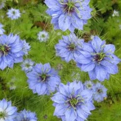 Nigella Miss Jekyll - Love In A Mist - Seed -Bloom Field Shop nigella group