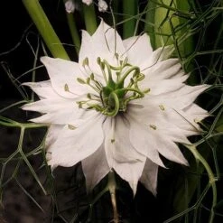 Bloom Field Shop -Bloom Field Shop nigella white closeup