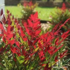 Nandina Obsession -Bloom Field Shop obsession backlit 1