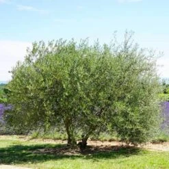 Olive Kalamata -Bloom Field Shop olive tree landscape 500 2