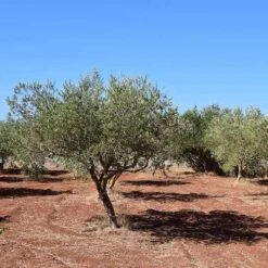 Olive Manzanillo -Bloom Field Shop olive trees field 500 1