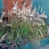Pennisetum Alopecuroides - Swamp Fountain Grass -Bloom Field Shop pennisetum alupec 1