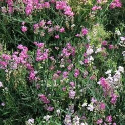 Sweet Pea Everlasting Mix - Seed -Bloom Field Shop perennial sweet peas