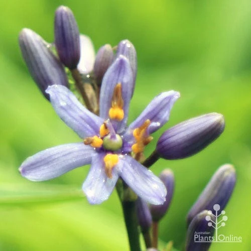 Dianella Petite Marie 4 Dianella Petite Marie - Image 2