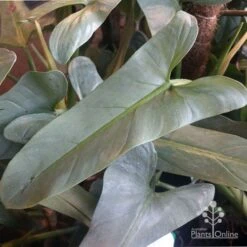 Philodendron Silver Sword -Bloom Field Shop philo silver sword mature leaf