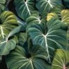 Philodendron Gloriosum - Velvet Philodendron -Bloom Field Shop philodendron gloriosum plants