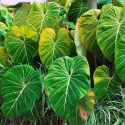 Philodendron Gloriosum - Velvet Philodendron -Bloom Field Shop philodendron gloriosum plants bright