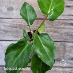 Philodendron Imbe 15 Philodendron Imbe -Bloom Field Shop philodendron imbe 1