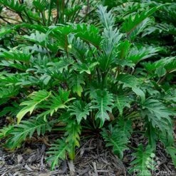 Philodendron Xanadu -Bloom Field Shop philodendron xanadu 500