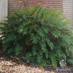 Philodendron Xanadu -Bloom Field Shop philodendron xanadu home