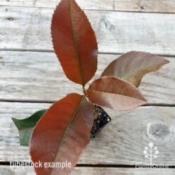 Photinia Black Jack -Bloom Field Shop photinia black jack 1