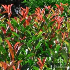 Photinia Red Robin -Bloom Field Shop photinia fraseri red robin 4