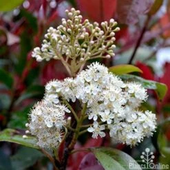 Photinia Red Robin -Bloom Field Shop photinia fraseri red robin flower