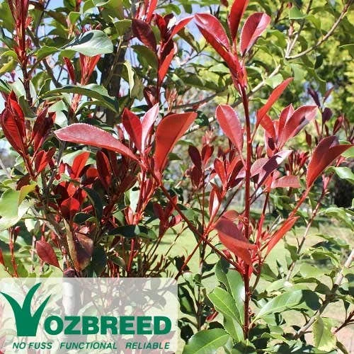 Photinia Thin Red 4 Photinia Thin Red - Image 2