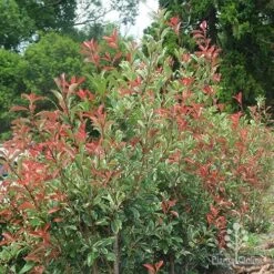 Photinia Pink Marble 21 Photinia Pink Marble -Bloom Field Shop photinia pink marble hedge nursery