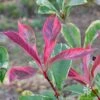 Photinia Pink Marble -Bloom Field Shop photinia pink marble leaves