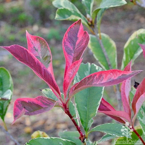 Photinia Pink Marble 3 Photinia Pink Marble