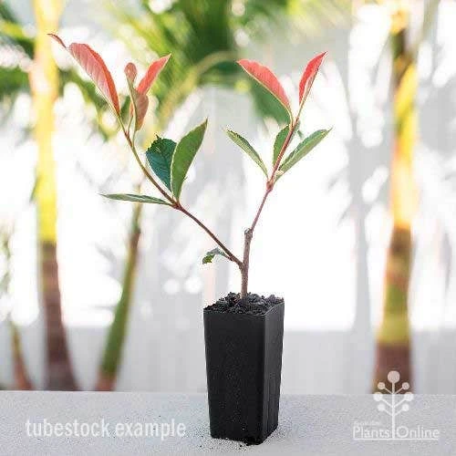 Photinia Pink Marble 11 Photinia Pink Marble - Image 9