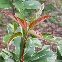 Photinia Pink Marble 22 Photinia Pink Marble -Bloom Field Shop photinia pink marble 1