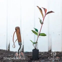 Photinia Red Robin -Bloom Field Shop photinia red robin styled 2