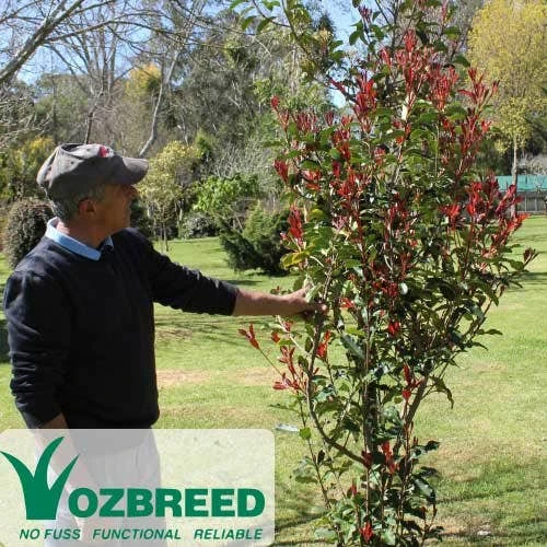 Photinia Thin Red 3 Photinia Thin Red