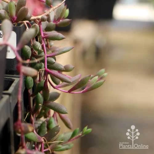 Othonna Ruby Necklace - Little Pickles - Succulent 8 Othonna Ruby Necklace - Little Pickles - Succulent - Image 6