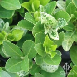 Euonymus Pierrolino - Variegated Spindle -Bloom Field Shop pierrolino leaf markings