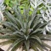 Mangave Pineapple Express - Succulent -Bloom Field Shop pineapple express