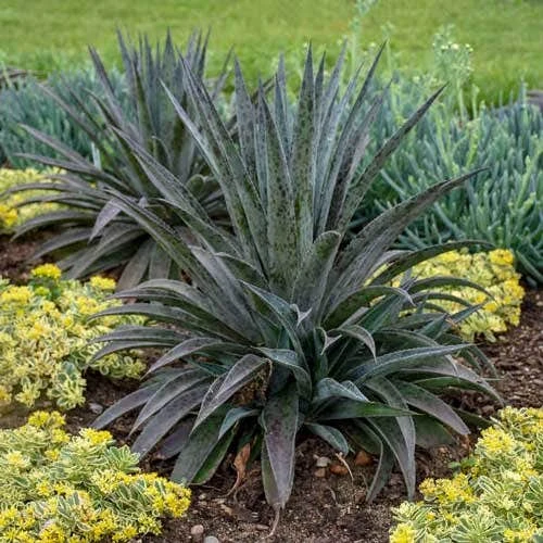 Mangave Pineapple Express - Succulent 4 Mangave Pineapple Express - Succulent - Image 2