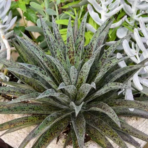 Mangave Pineapple Express - Succulent 3 Mangave Pineapple Express - Succulent