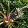 Pineapple Pure Gold -Bloom Field Shop pineapple on stalk