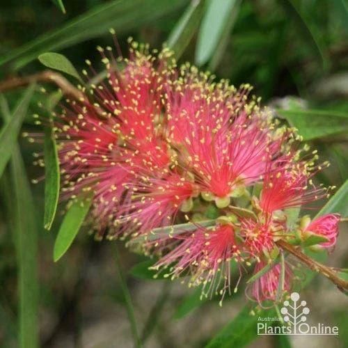 Callistemon Pink Champagne 12 Callistemon Pink Champagne - Image 10