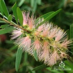 Callistemon Pink Champagne 26 Callistemon Pink Champagne -Bloom Field Shop pink champagne 3 1