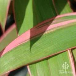 Cordyline Fruticosa Pink Diamond -Bloom Field Shop pink diamond leaf 1