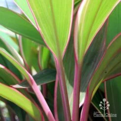 Cordyline Fruticosa Pink Diamond -Bloom Field Shop pink diamond stem