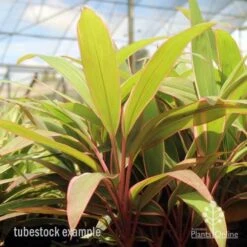 Cordyline Fruticosa Pink Diamond -Bloom Field Shop pink diamond tubestock