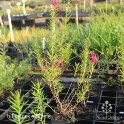 Grevillea Pink Pearl -Bloom Field Shop pink pearl tubestock grevillea