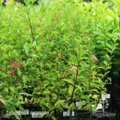 Malpighia Pixie - Acerola 29 Malpighia Pixie - Acerola -Bloom Field Shop pixie tubestock in bud