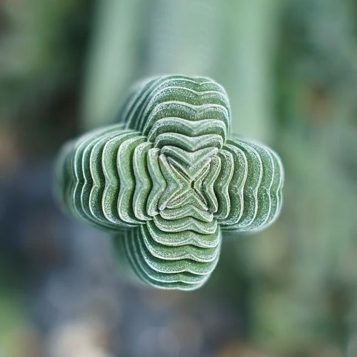 Crassula Buddha’s Temple - Succulent 4 Crassula Buddha’s Temple - Succulent - Image 2