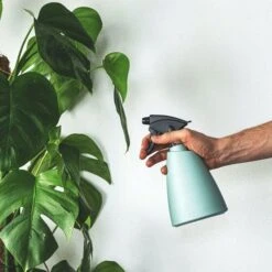 Monstera Deliciosa - Fruit Salad Plant, Swiss Cheese 17 Monstera Deliciosa - Fruit Salad Plant, Swiss Cheese -Bloom Field Shop plant misting